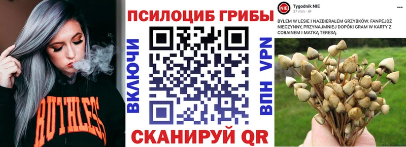 Галлюциногенные грибы Psilocybine cubensis  Белореченск 